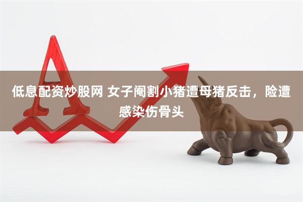低息配资炒股网 女子阉割小猪遭母猪反击，险遭感染伤骨头
